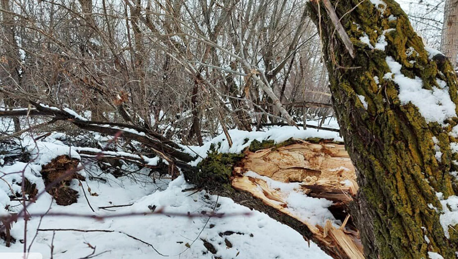 صور من ايران... التساقط الكثيف للثلوج يلحق الضرر بالأشجار في اردبيل