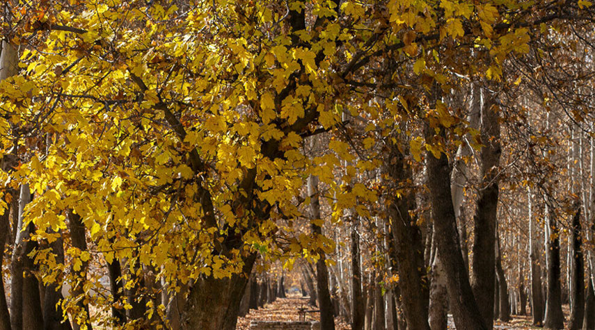 صور من ايران.. جمال الخريف في مدينة "سعادت شهر" بمحافظة فارس