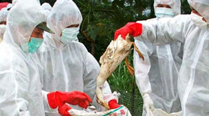 إعدام حوالي 6 مليون دجاجة في كوريا الجنوبية بسبب انفلونزا الطيور