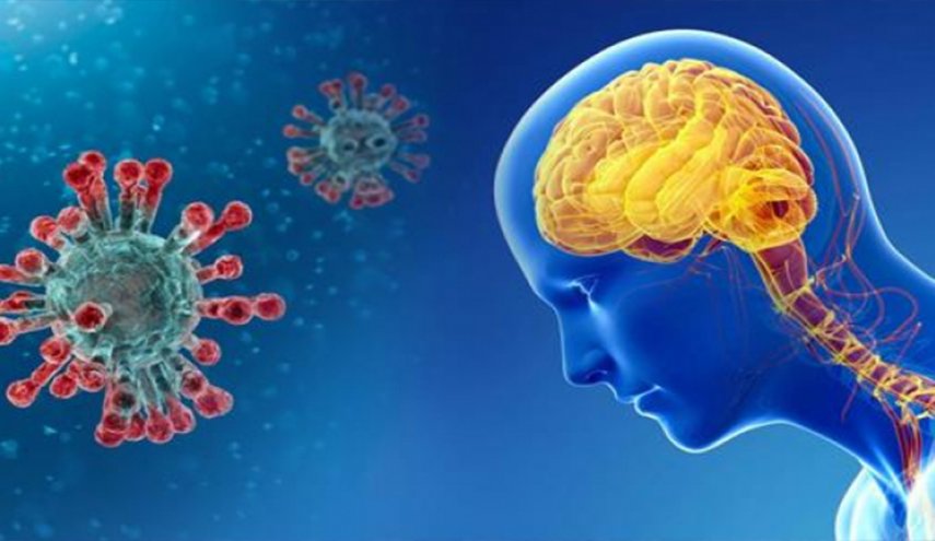 دراسة جديدة تكشف.. كيف يعبر فيروس كورونا الدماغ؟ 