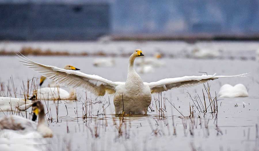 بالصور.. طيور التمّ تزيّن بحيرات مازندران في موسم هجرتها