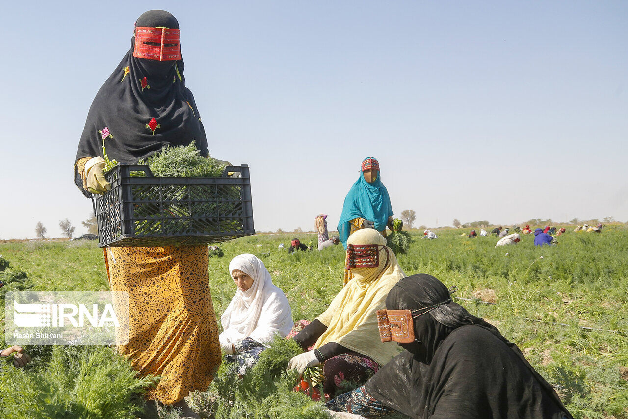 صور .. المزارعات في مدينة ميناب الايرانية