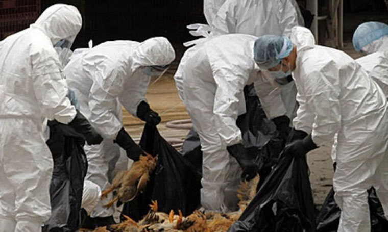 إبادة ربع مليون دجاجة بسبب تفشي إنفلونزا الطيور في اليابان