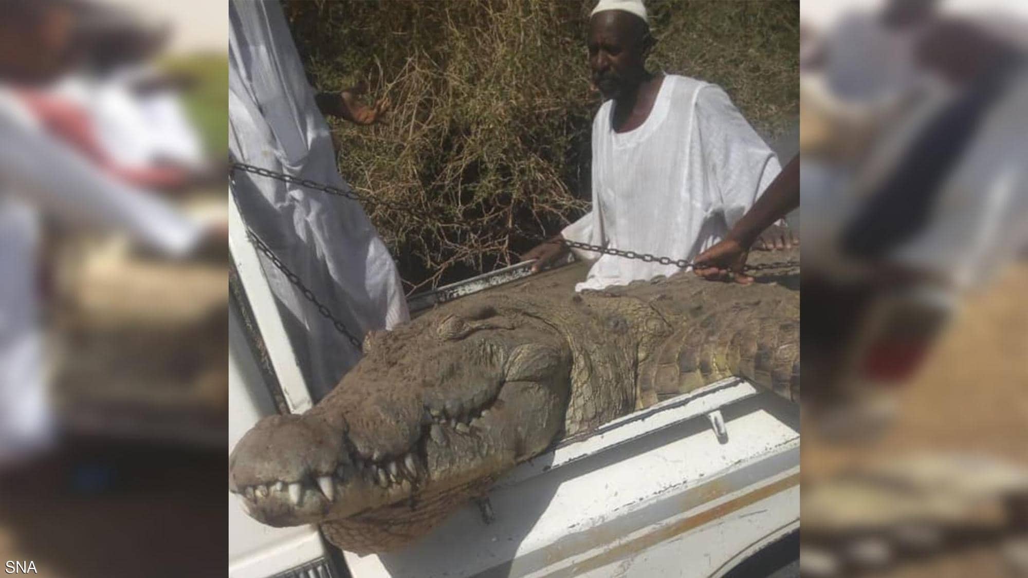 بالصور .. سوداني يصطاد تمساحا ضخما طوله 5 امتار