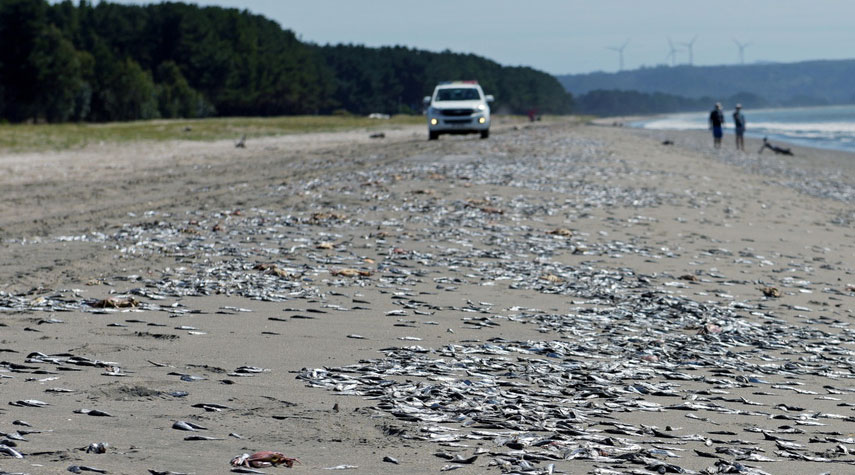 بالصور..نفوق مئات الأطنان من الأسماك على شواطئ تشيلي