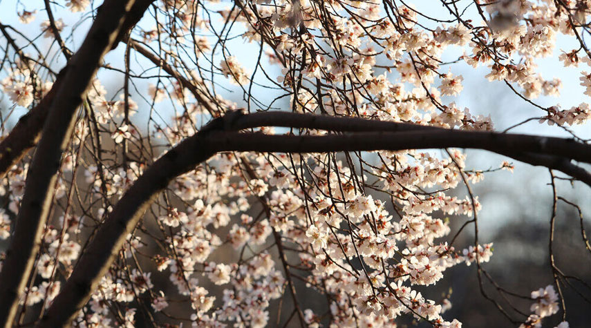 بالصور من ايران... تفتح مبكر لازهار الاشجار في محافظة قزوين