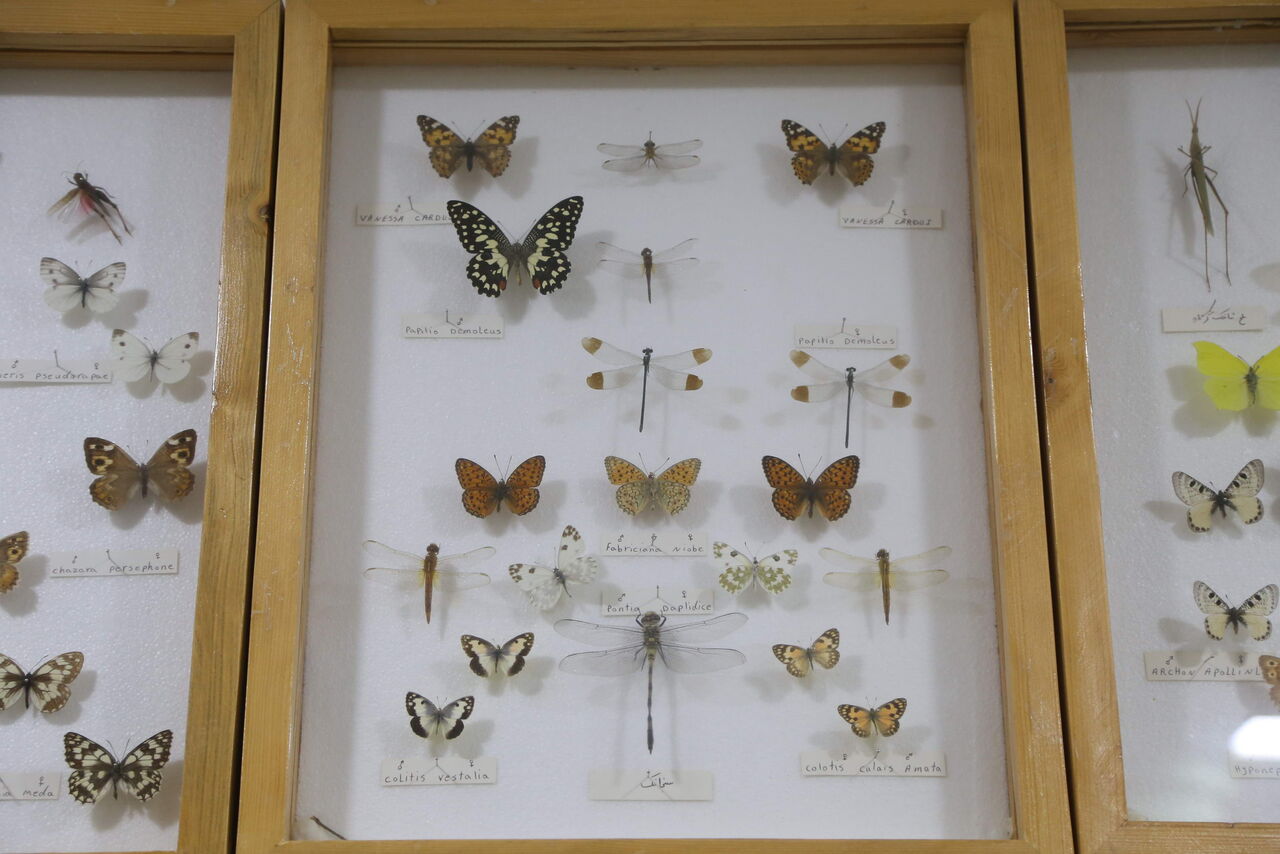 بالصور.. متحف التاريخ الطبيعي في أردبيل