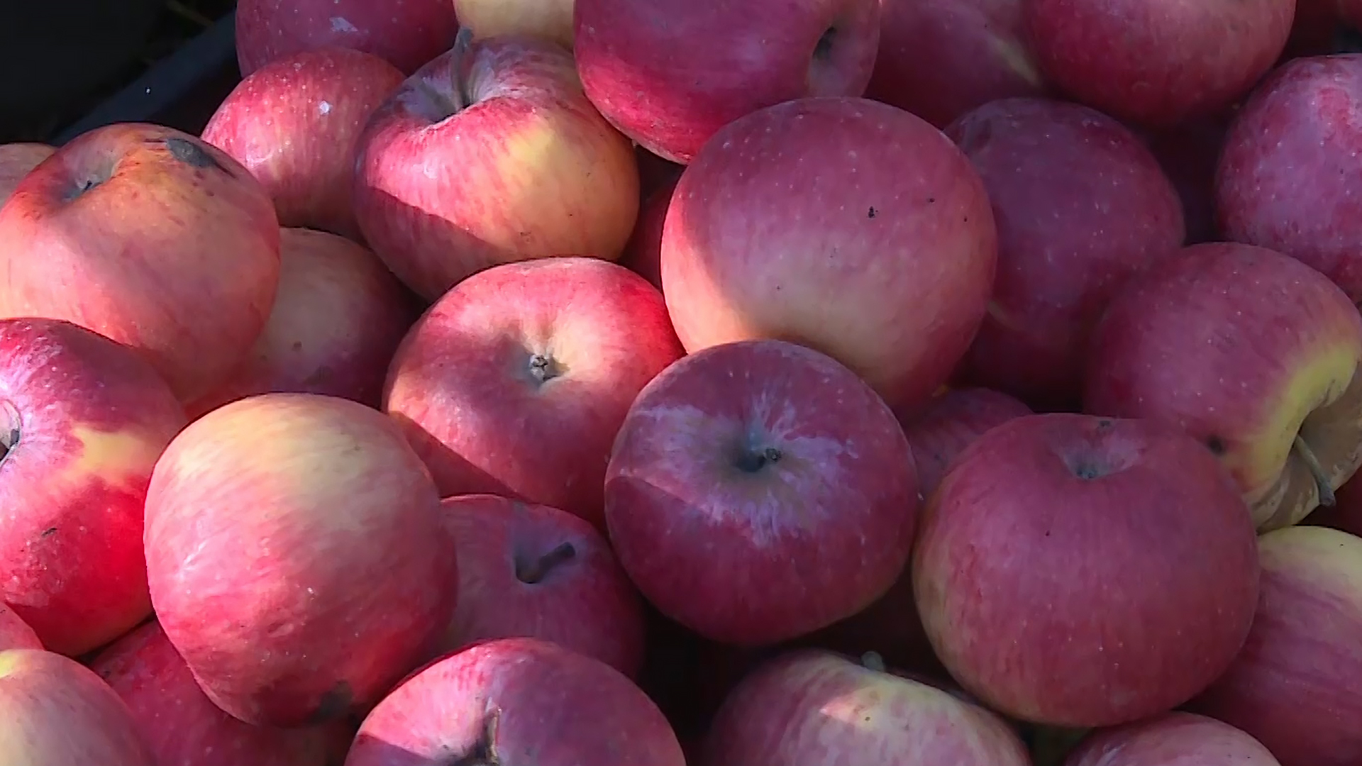 الفوائد المذهلة لتناول التفاح يوميا