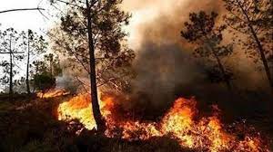 بالصور من ايران... السيطرة علي الحرائق في غابات كردستان