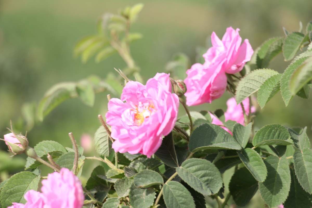بالصور من ايران... موسم قطاف الورد الجوري في ميبد