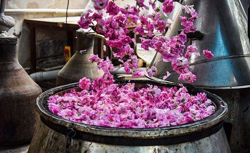 بالصور من إيران.. صناعة ماء الورد في مدينة كاشان