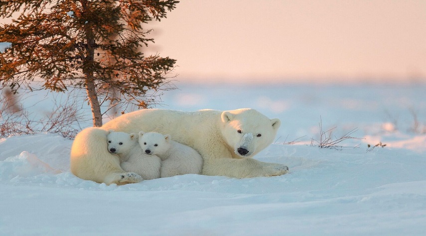 علماء روس يضعون أطواقا الكترونية حول رقاب الدببة البيضاء في القطب الشمالي بهدف لدراسة سلوكها