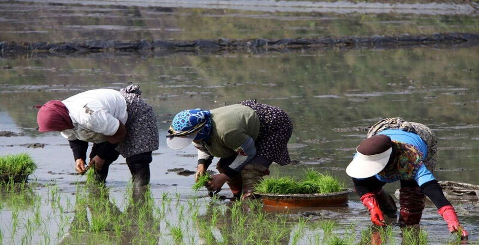 بالصور.. زراعة شتلات الأرز في مدينة أستارا شمال ايران
