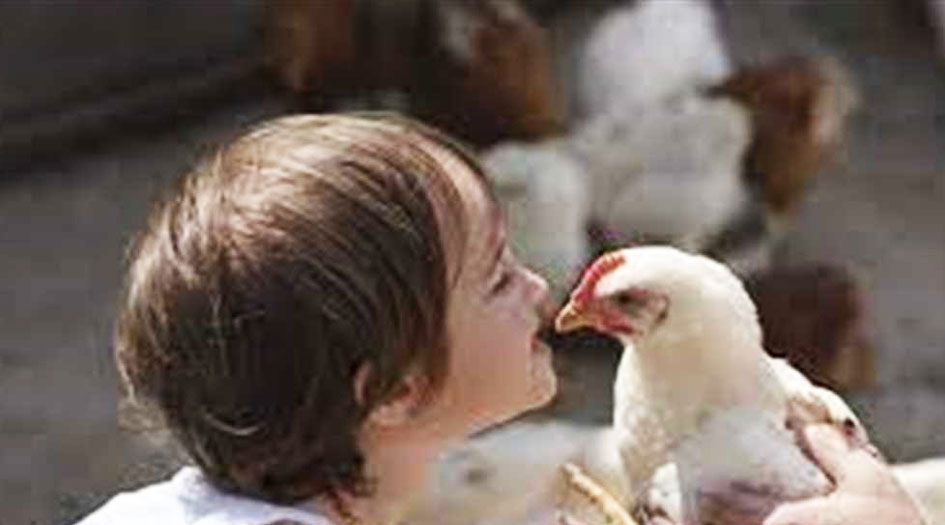 السلطات الصحية في امريكا تنهى عن تقبيل الدجاج... والأسباب!!