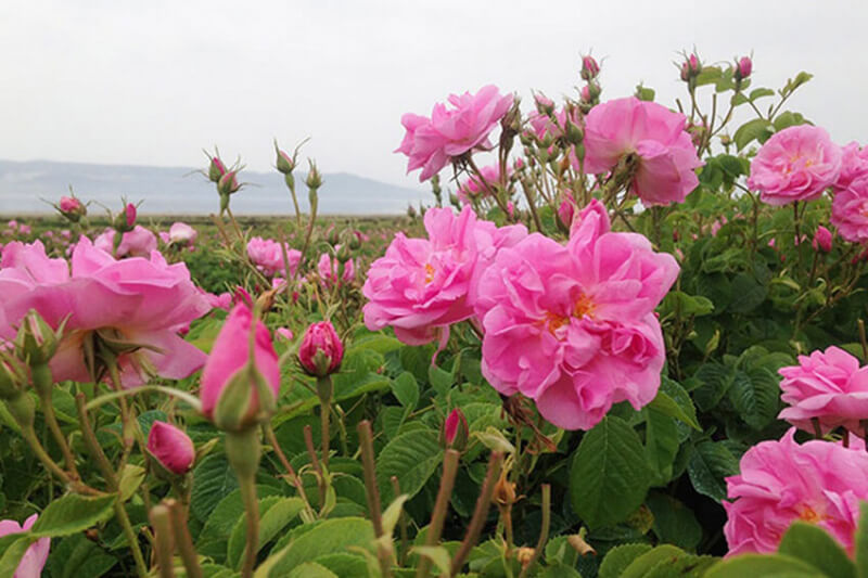 محافظة لُرستان الإيرانية تنتج 900 طن من الورد المحمدي سنويا