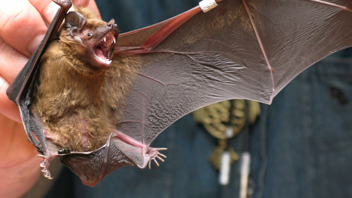 تفشي واحد من أخطر فيروسات العالم بين الخفافيش