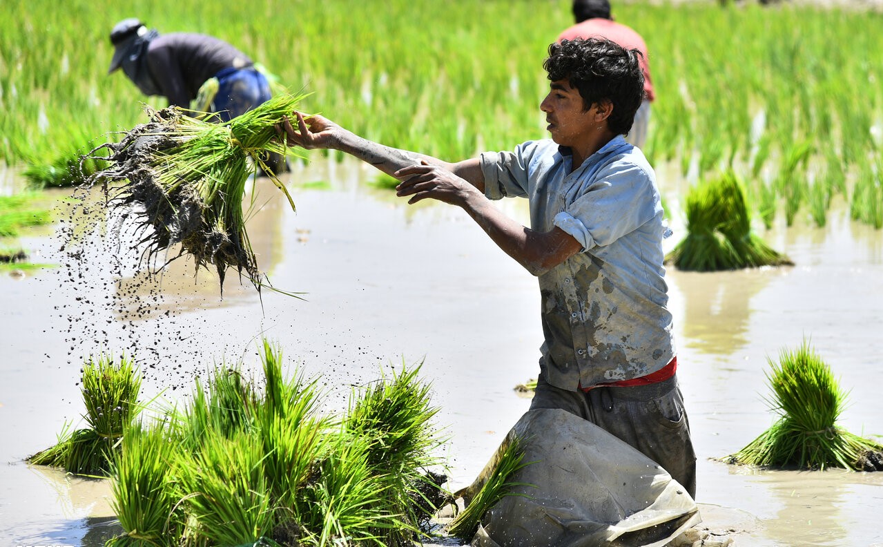 صور.. زراعة شتلات الأرز في أصفهان