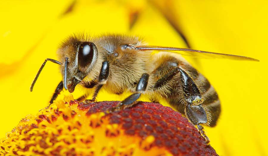 باحثون ينتجون أول أطلس لدماغ النحل
