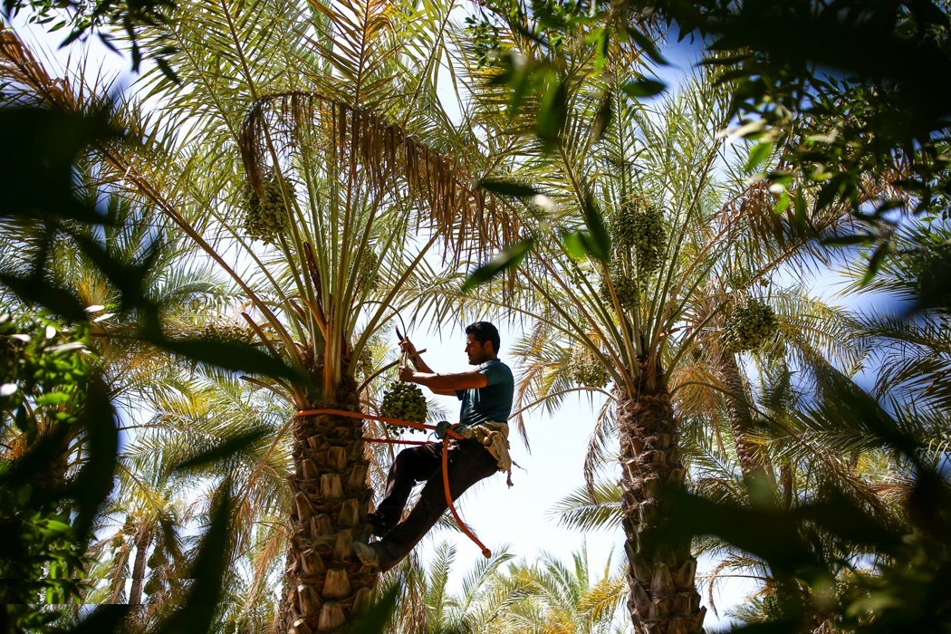 بالصور: تقليم أشجار النخيل في بوشهر
