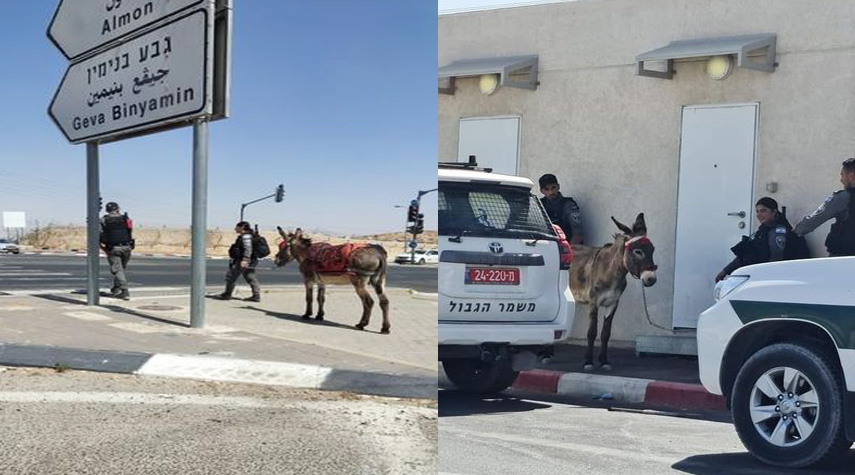 قوات الإحتلال "تعتقل" حمارا في جبل المكبر بمدينة القدس