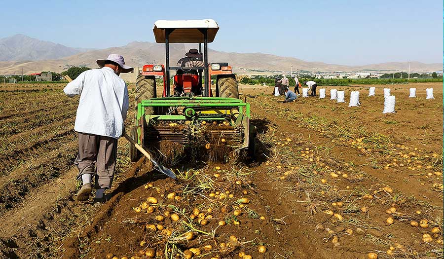صور.. حصاد البطاطس في مزارع همدان 