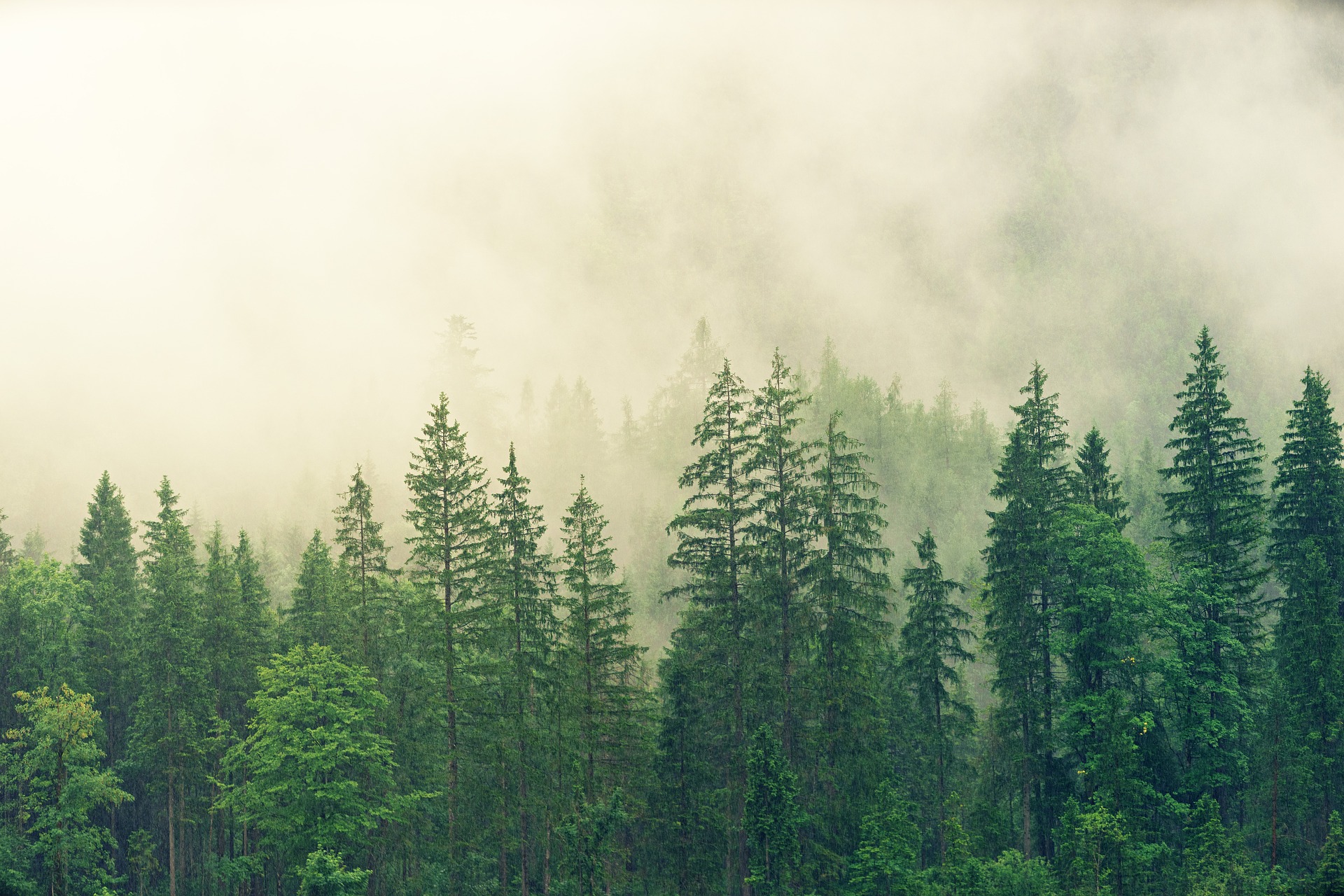 كيف تؤثر خسارة ملايين الأشجار على تغير المناخ والبيئة؟