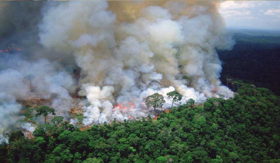 كارثة بيئية.. احتراق مليارات الأشجار من رئة الأرض