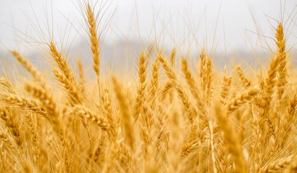 إيران.. شراء القمح المحلي يتجاوز 4.49 مليون طن 