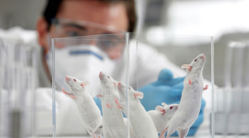 اكتشاف نظام لم يسبق له مثيل لحرق "الدهون العميقة" في دراسات على الفئران