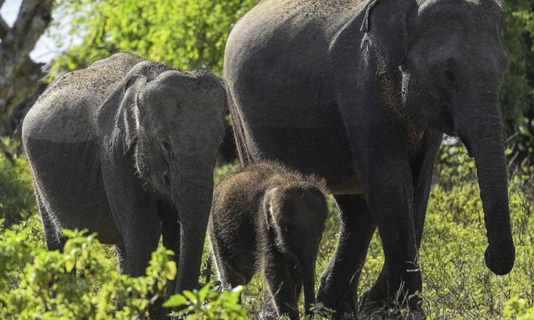 سريلانكا تتخذ اجراءات غريبة لحماية الفيلة
