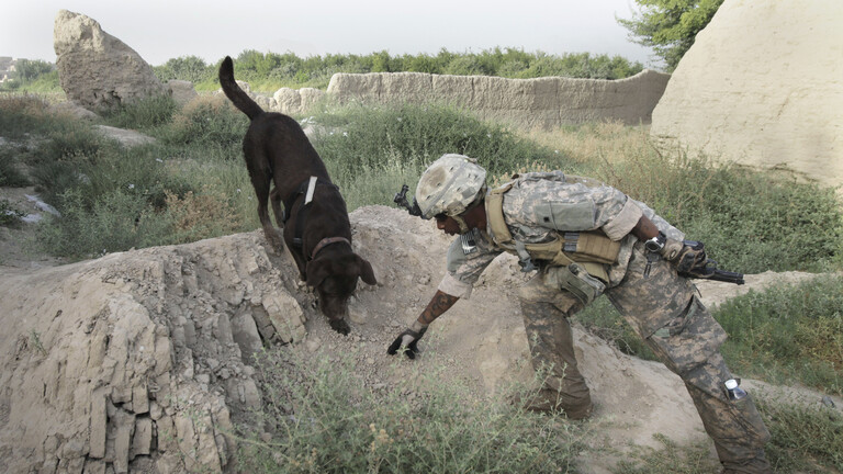 الامريكان يتخلون عن كلابهم التي خدمتهم في أفغانستان