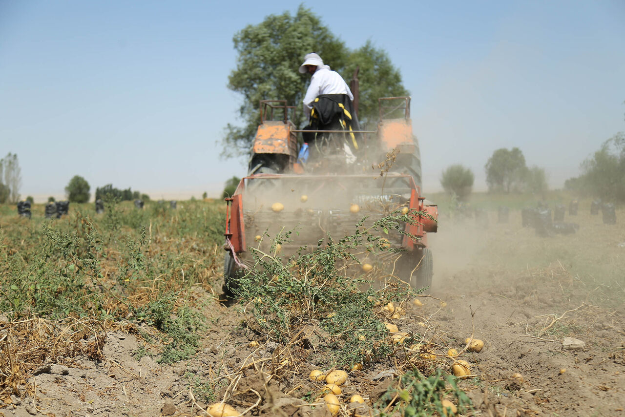 بالصور من إيران... حصاد البطاطس في شمال غرب البلاد