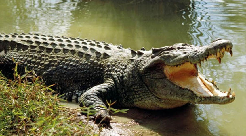 العثور على بقايا رجل داخل جوف تمساح في ولاية لويزيانا الأميركية!