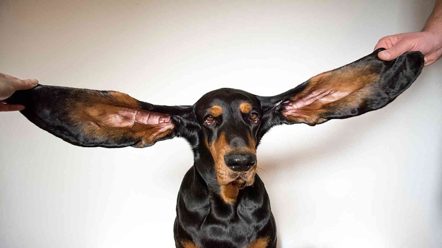 كلب يدخل موسوعة "غينيس" بأطول أذنين في العالم