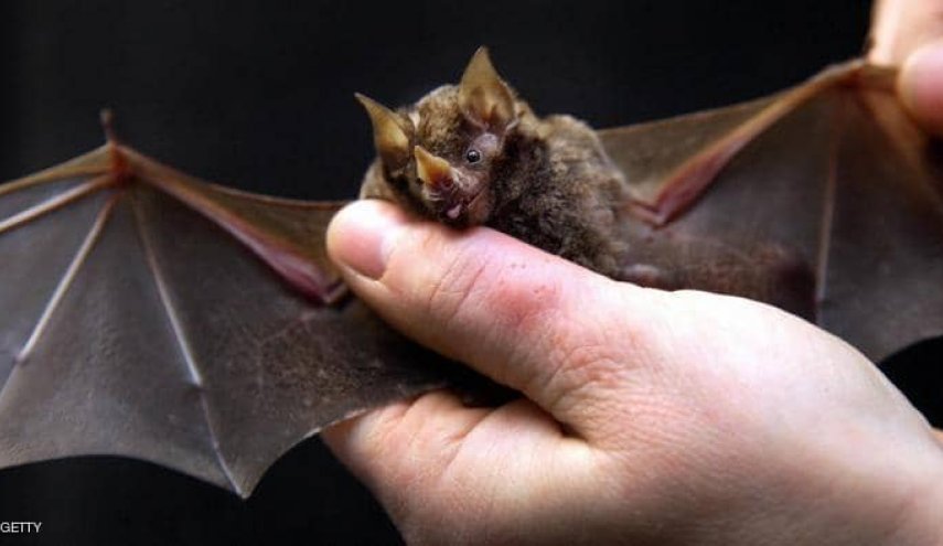 دراسة : الخفافيش "بريئة" من نقل فيروس كورونا إلى الإنسان