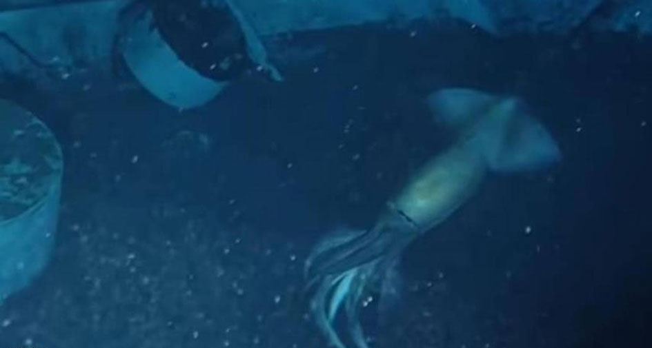 علماء يعثرون على "مخلوق أكبر من الإنسان" في البحر الأحمر