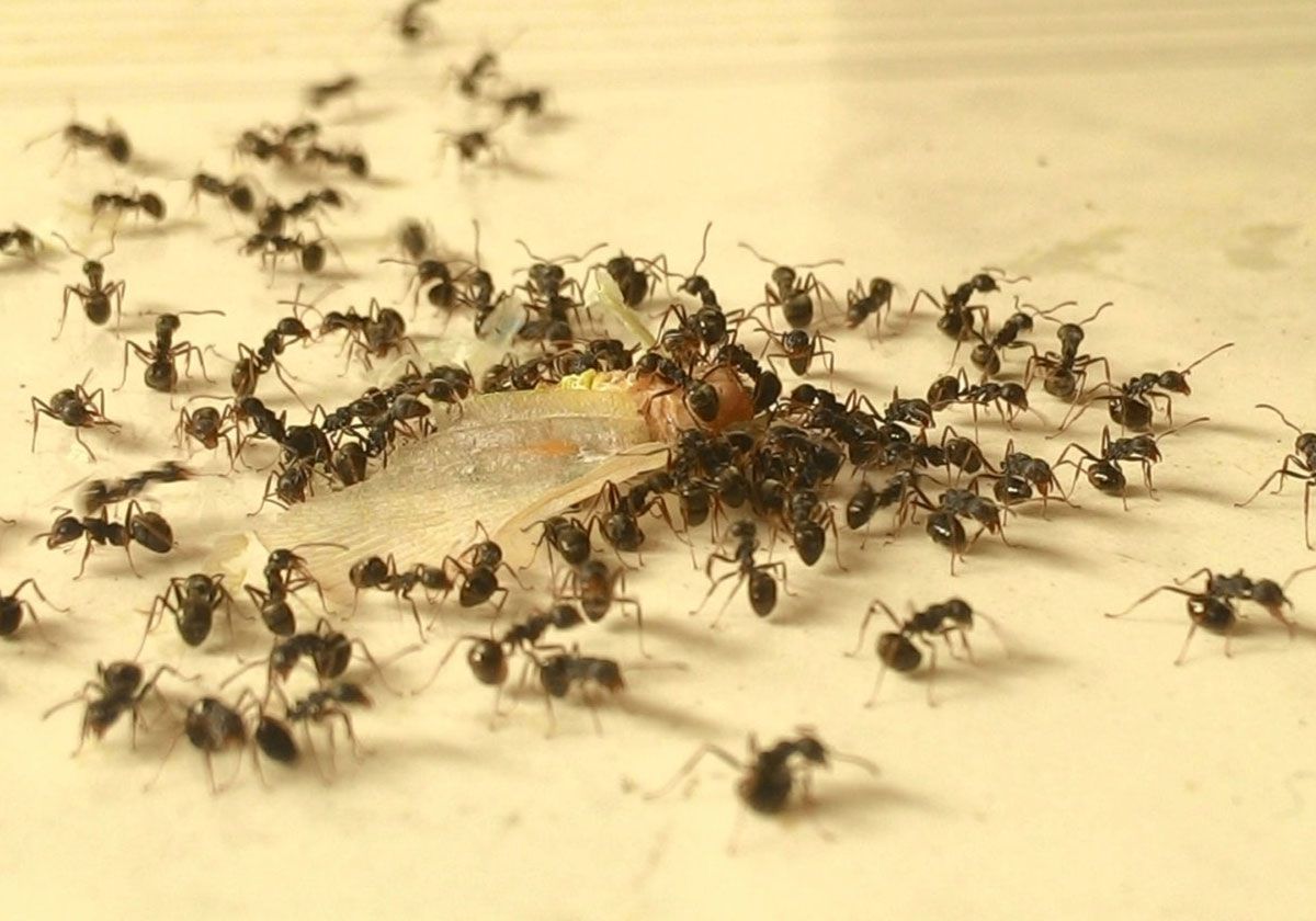 أسهل طريقة للقضاء على النمل في مطبخك