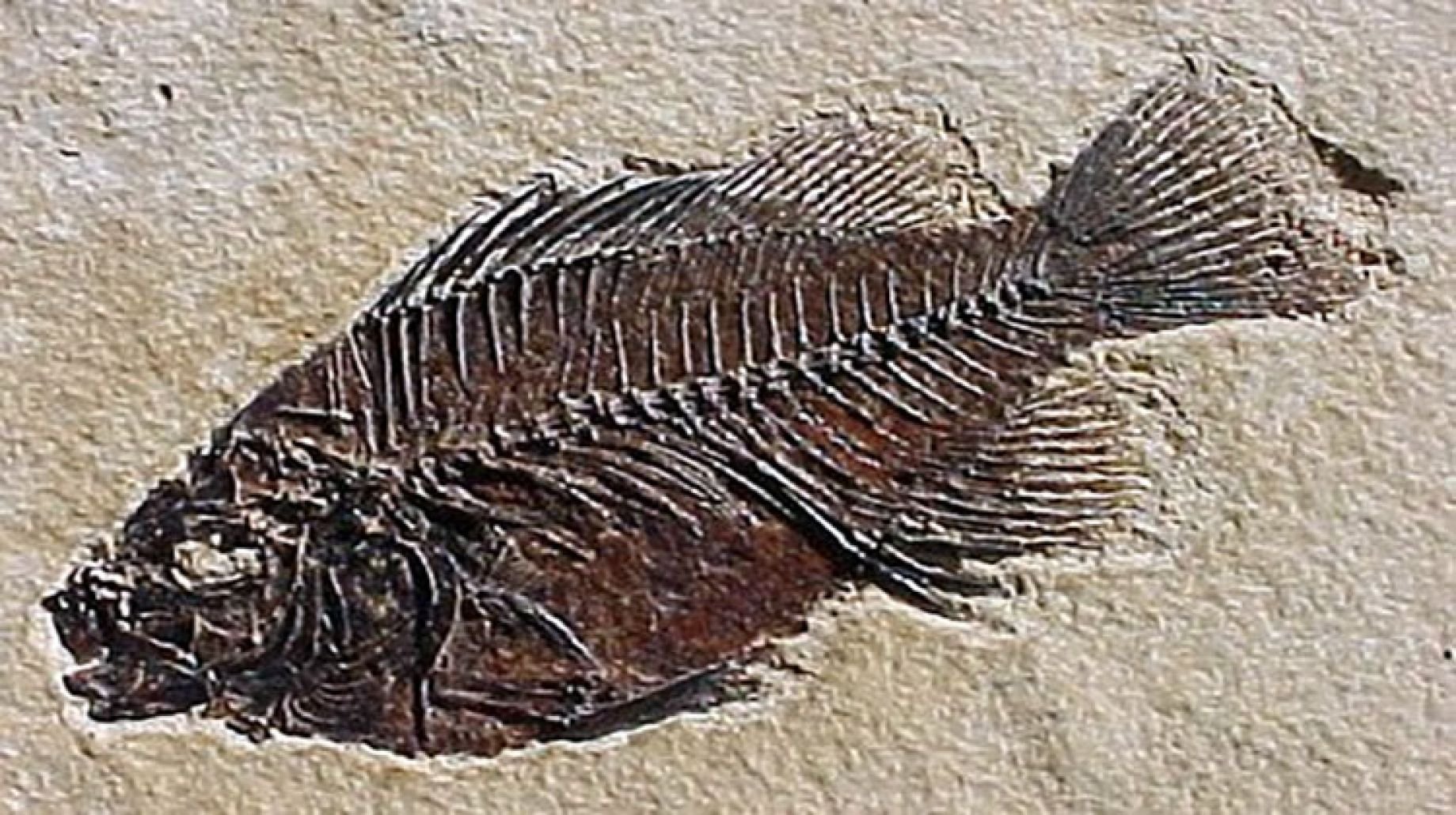 اكتشاف أحافير أسماك عظمية منقرضة عمرها 244 مليون عام!