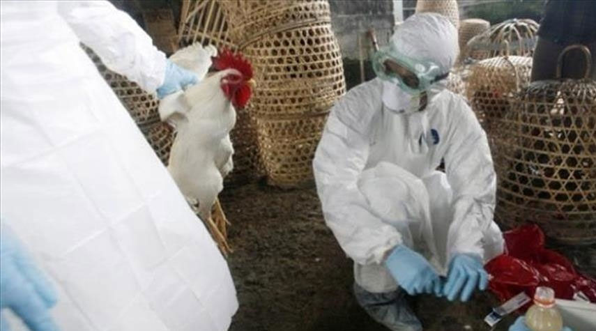 تفش جديد لانفلونزا الطيور في اليابان والسلطات تقرر إعدام نحو 40 ألف دجاجة