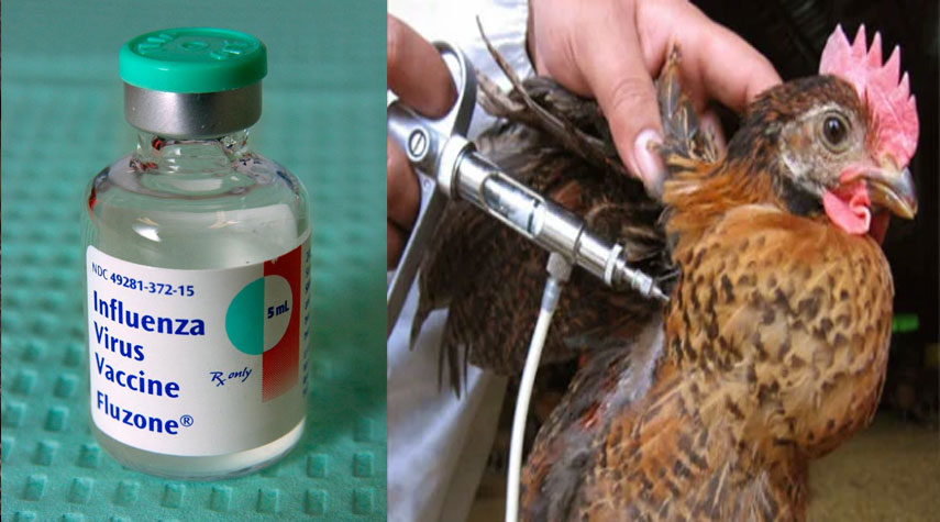 ايران تحقق إكتفاءً بإنتاج لقاحات أنفلونزا الطيور والحمى القلاعية