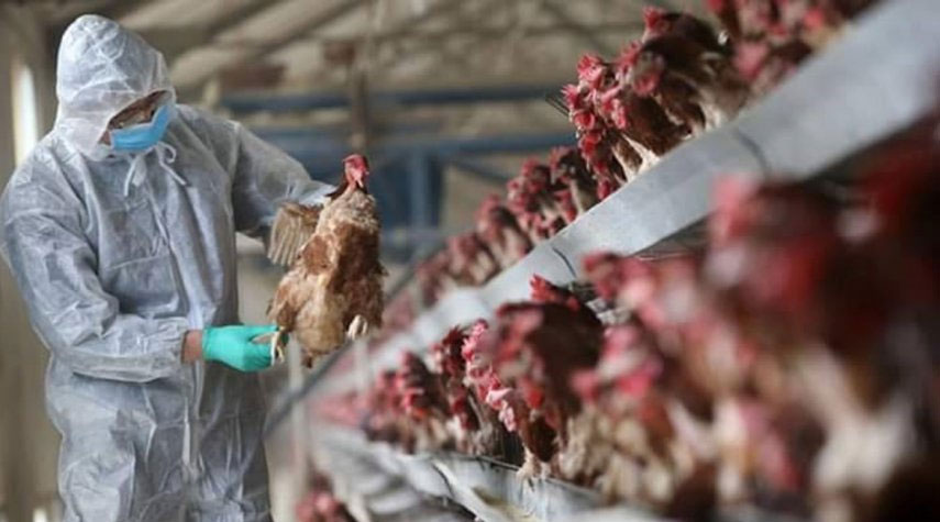 باحثون: أوروبا تشهد أسوأ تفش لإنفلونزا الطيور على الإطلاق
