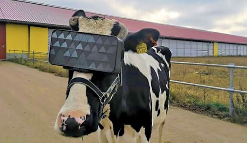 مزارع يلبس أبقاره نظارات واقع افتراضي لتحسين إنتاج الألبان