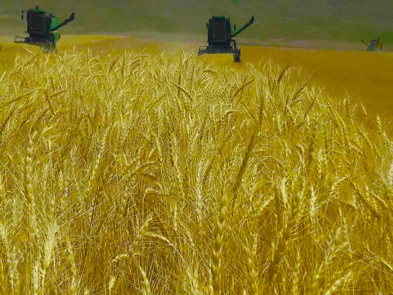 إيران.. نمو إنتاج المحاصيل الزراعية بعد الثورة الإسلامية
