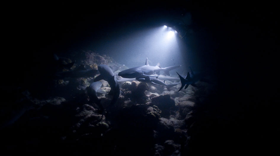 العثور  على"القرش الشبح" المخيف في المحيط الهادئ!
