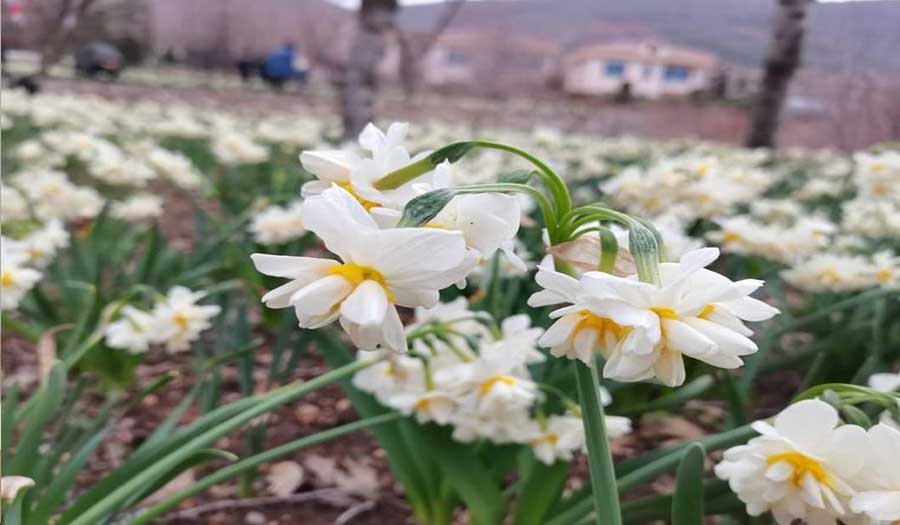 مهرجان النرجس.. زراعة 50 مليون زهرة نرجس في كردستان العراق