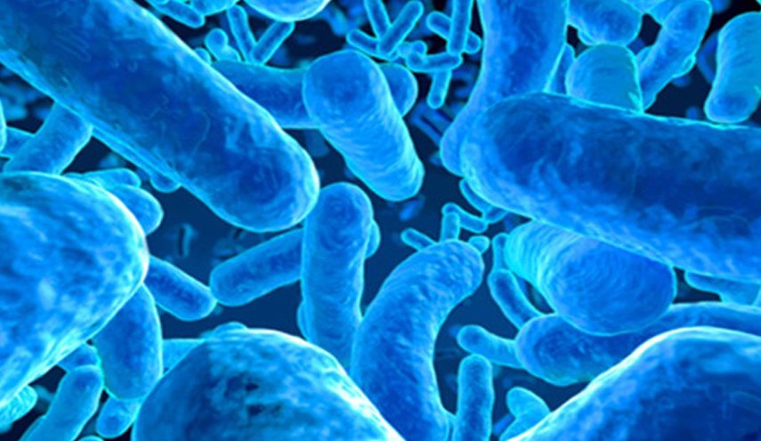 الكشف عن أكبر بكتيريا في العالم 