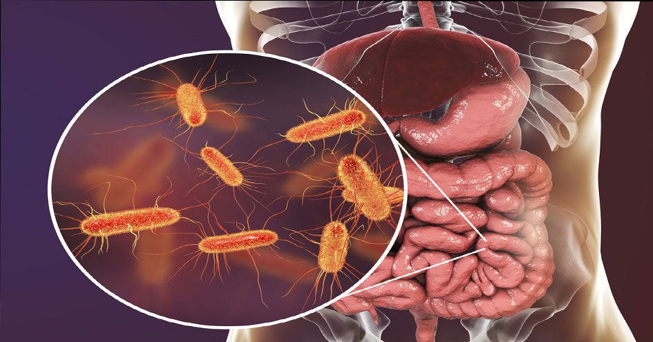 بكتيريا الأمعاء في الجسم تؤثر على الشخصية