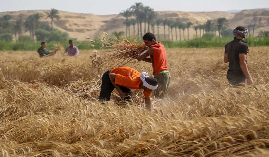 العراق يقوم باحتواء تداعيات حرب أوكرانيا على القمح والخبز 