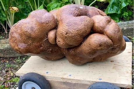 غينيس: البطاطس النيوزيلندية العملاقة "مغشوشة"!