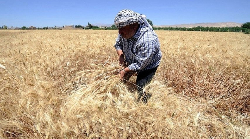 في ظل الأزمة العالمية.. سوريا تكشف عن مخزونها من القمح